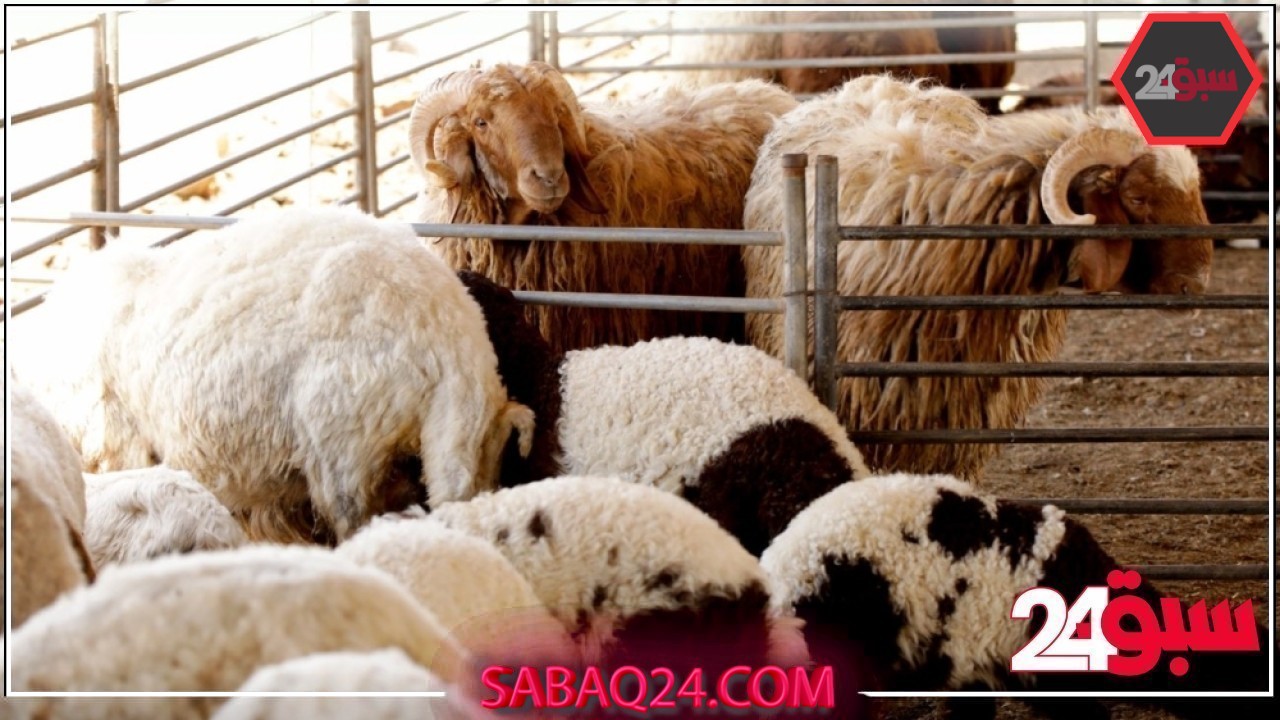 استعدادًا لموسم الحج.. “البيئة” تعلن عن فسح 351 ألف رأس من الماشية