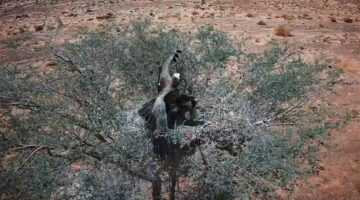 محمية الملك سلمان تتيح رؤية تعشيش النسور النادرة