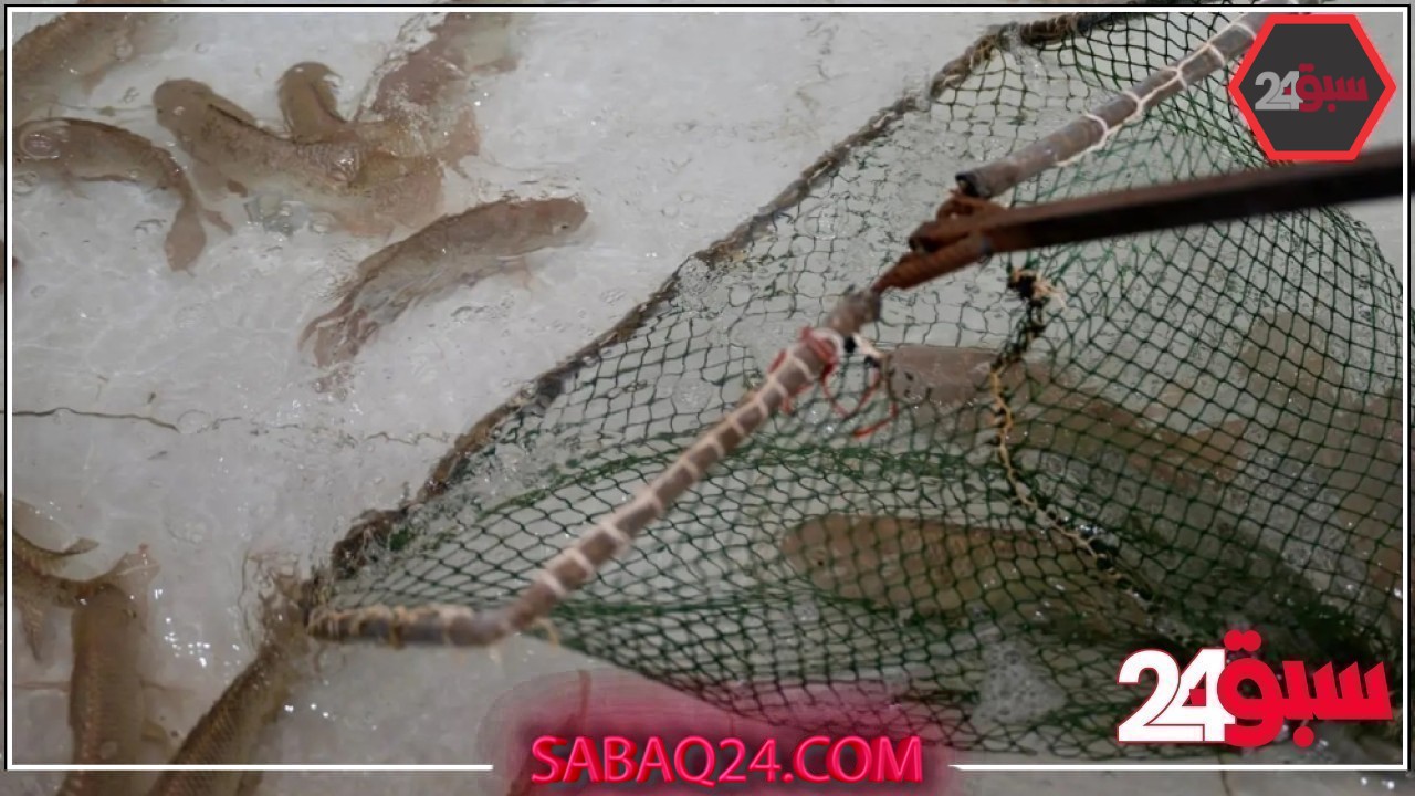 القصيم.. بيئة مثالية تعزز الاستزراع السمكي في المملكة