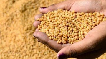 طرح المناقصة الثالثة لهذا العام لاستيراد 655 ألف طن قمح