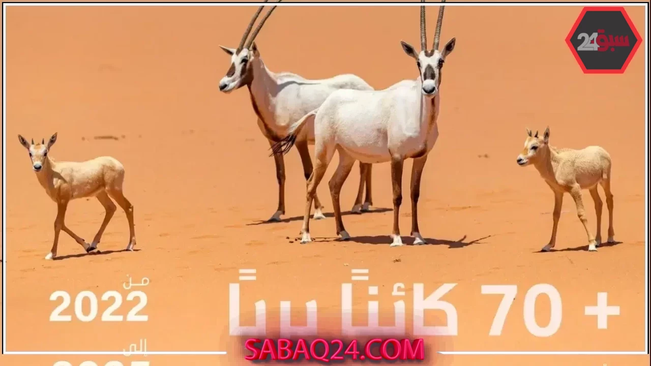 تسجيل ولادة 74 حيوانًا بريًا في محمية الملك خالد