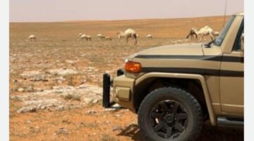 ضبط مواطن رعى 10 متون من الإبل في محمية الإمام تركي