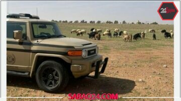 ضبط مواطن يرعى 20 رأسًا من الأغنام داخل محمية الإمام تركي بالسعودية