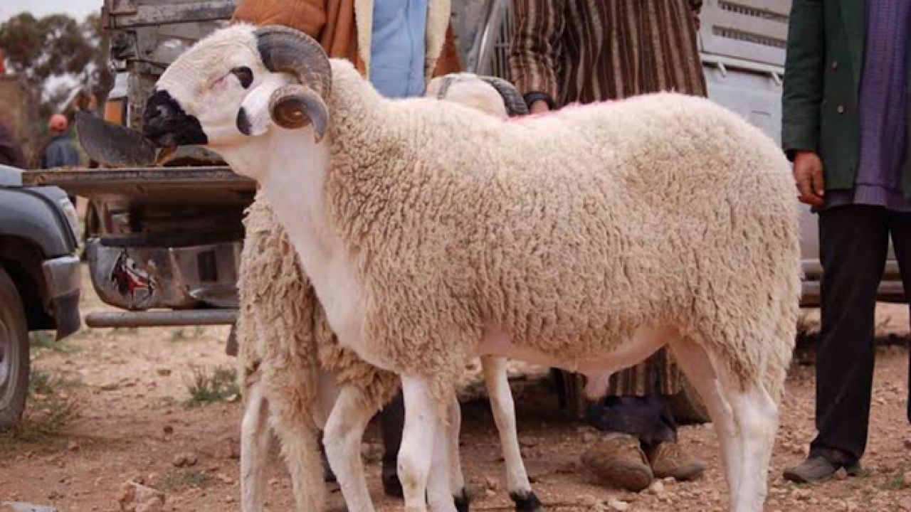 حكم توكيل الجمعيات الخيرية الموثوقة في إخراج الأضحية.. بيان شرعي وتوضيح بالفيديو