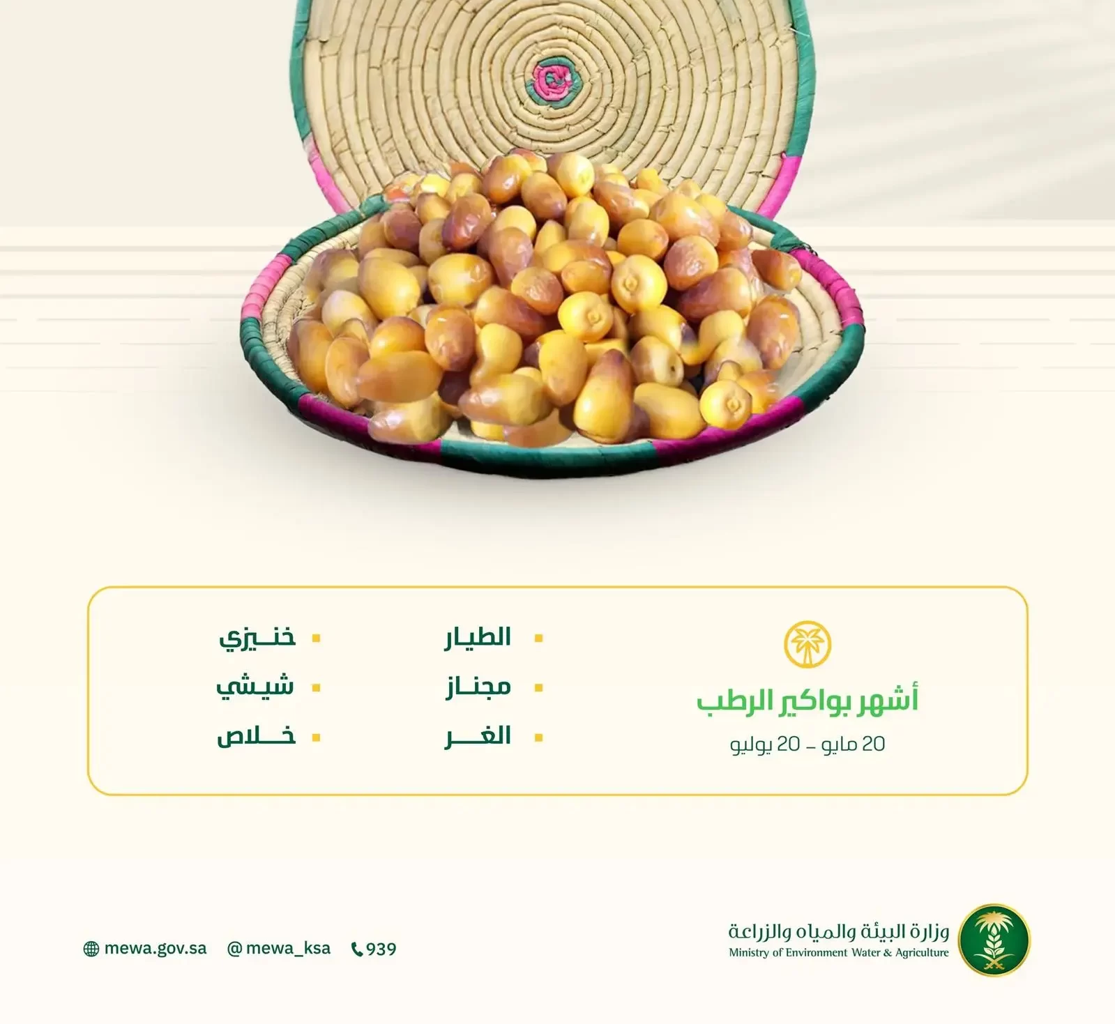 بواكير الرطب الحساوي تَعِد بمحصول وفير والأسواق تستعد لطرح أجود الأصناف