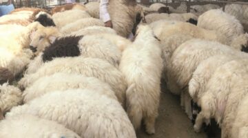 أسواق الأضاحي في عسير تشهد ارتفاع الأسعار مع زيادة الإقبال قبل العيد
