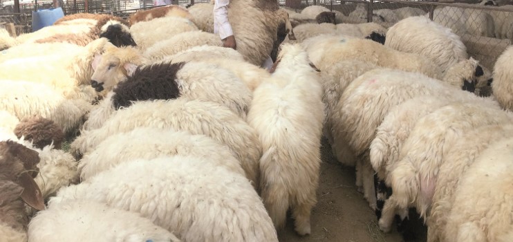 أسواق الأضاحي في عسير تشهد ارتفاع الأسعار مع زيادة الإقبال قبل العيد