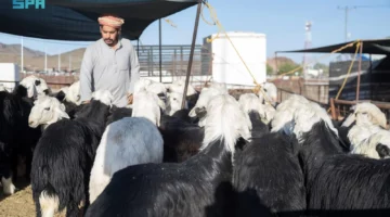 أسواق الأنعام بالمدينة المنورة تشهد انتعاشاً ملحوظاً مع اقتراب عيد الأضحى