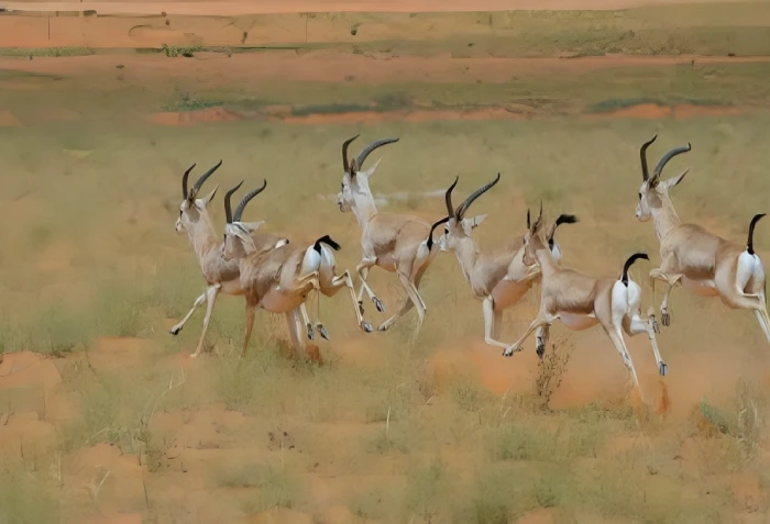 ضوابط دخول محمية الملك عبدالعزيز الملكية بالصمان والدهناء أمام هواة التنزه
